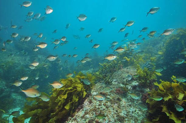 istock School of sweep above rocky reef 626961430