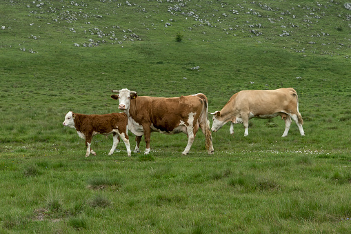Cows And Farm Animals Grazing In The Meadow Stock Photo - Download Image Now - Aerial View, Agricultural Field, Agriculture - iStock Cows And Farm Animals Grazing In The Meadow Stock Photo - Download Image Now - Aerial View, Agricultural Field, Agriculture - iStock