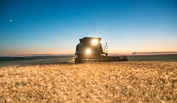 Combine harvester working on a wheat crop at night