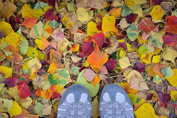 istock Colorful fallen leaves, Nara, Japan 626962990