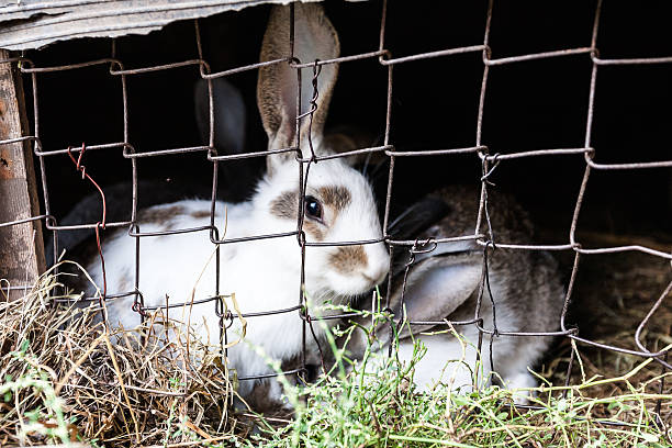 istock Rabbits in cage at farm 626963920