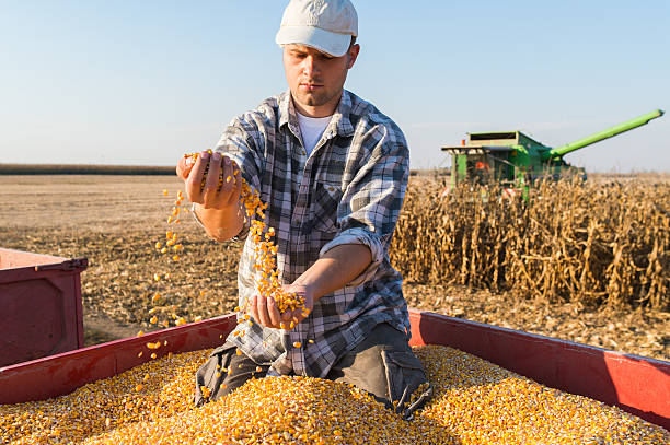 молодой фермер, держащий спелые мозоли - corn kernel стоковые фото и изображения