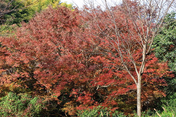 istock Autumn  Nara : Yoshino Nara Japan 626965026