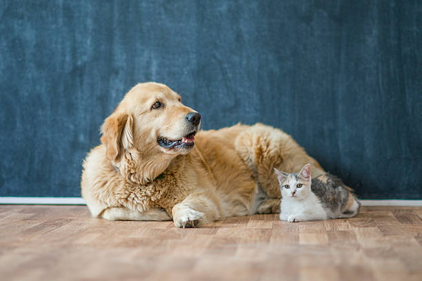 istock Cat and Dog Sitting Together 626965264