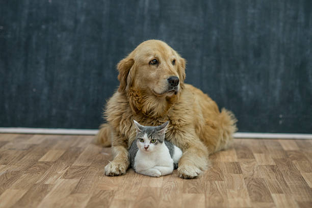 istock Dog and Cat Relaxed Together 626965298