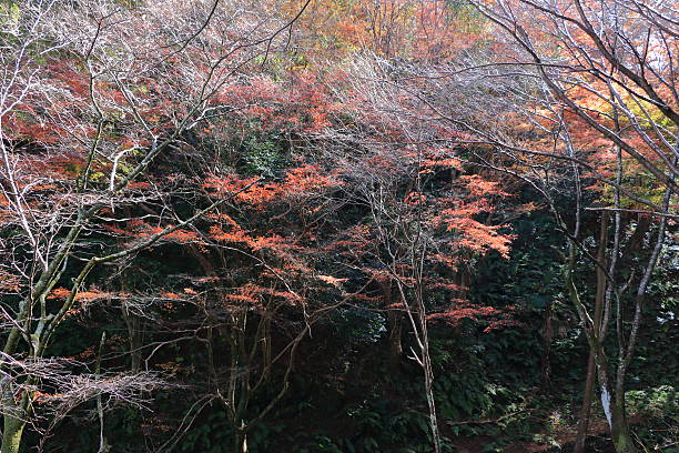 istock Autumn  Nara : Yoshino Nara Japan 626967038