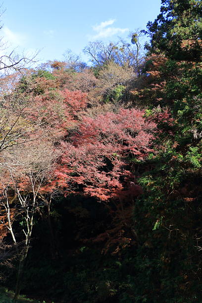 istock Autumn  Nara : Yoshino Nara Japan 626967134
