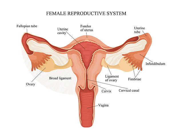 bildbanksillustrationer, clip art samt tecknat material och ikoner med female reproductive system - äggledare illustrationer