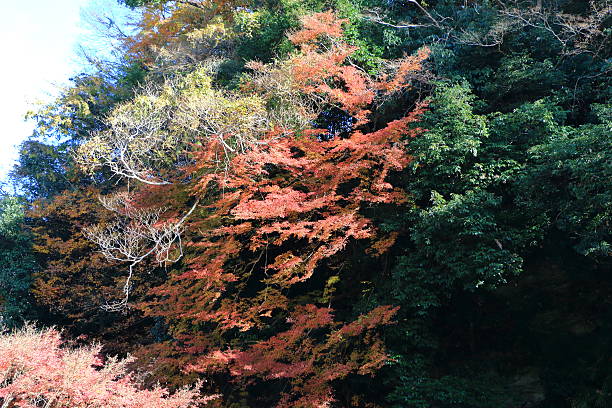 istock Autumn  Nara : Yoshino Nara Japan 626995672