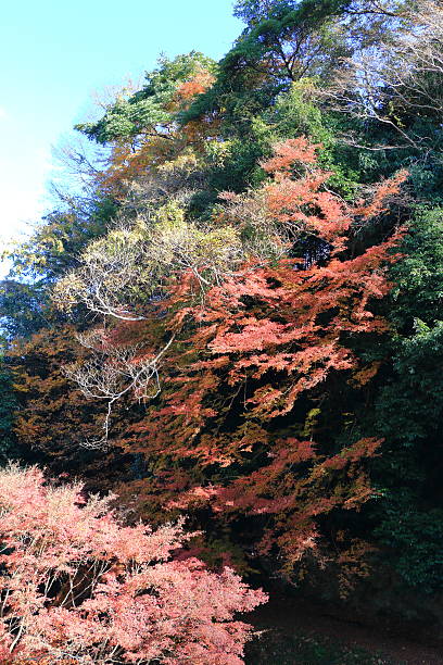 istock Autumn  Nara : Yoshino Nara Japan 626995830