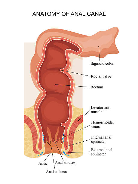 Anatomy of anal canal. Anatomy of anal canal. Human anatomy sphincter stock illustrations