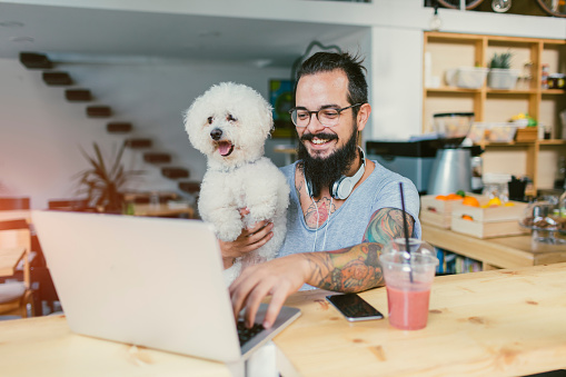 Beard man sitting in cafe with his dog. Drinking smoothie and using laptop. His pet, dog Bichon, sitting in his lap. Man using his laptop while is in cafe. Pet friendly cafe.