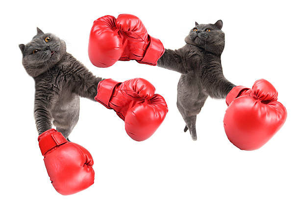 забавные боксерские кошки - cat fight стоковые фото и изображения
