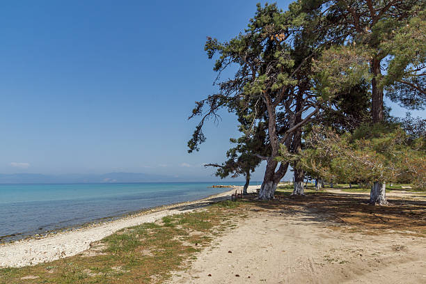 istock Trees on the Beach of Ormos Prinou, Thassos island, Greece 627000332