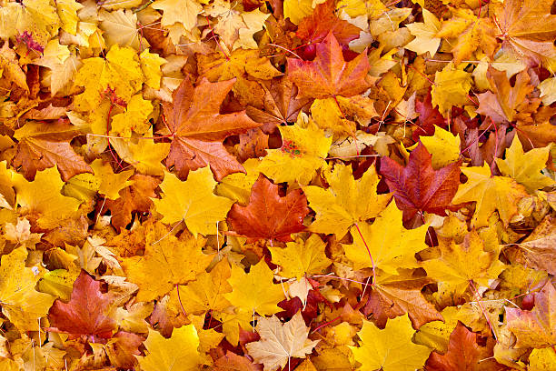 istock Autumn leaves background. Colorful autumn leaves. 627001078
