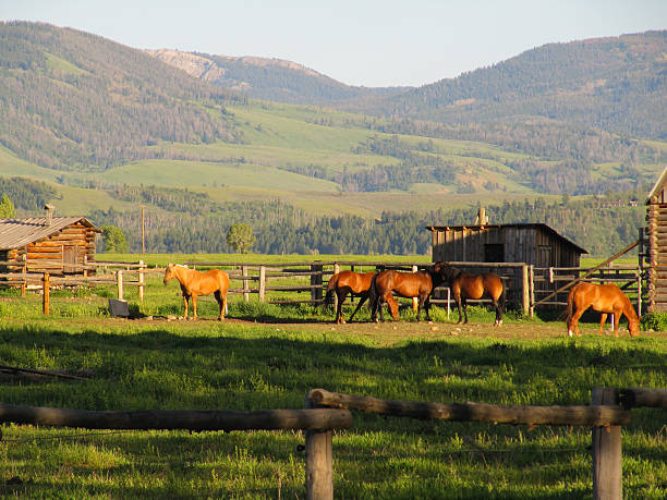 cavalos e um estábulo no grand teton national park - teton range grand teton national park mountain rural scene - fotografias e filmes do acervo