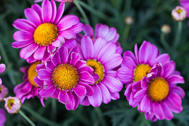 istock pink Daisy on spring / daisy flowers background. 627002854
