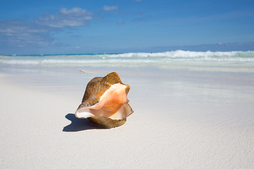 Sea shell on Caribbean beach - Beach holidays background - Mexico Mayan Riviera Tulum