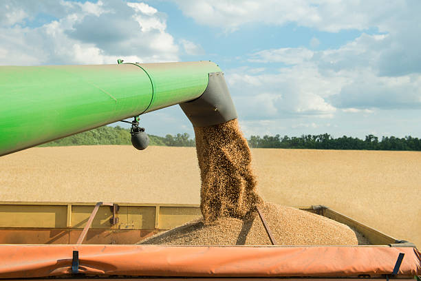 mietitrebbiatrice che trasferisce il grano appena raccolto in rimorchio per il trasporto - semi truck foto e immagini stock