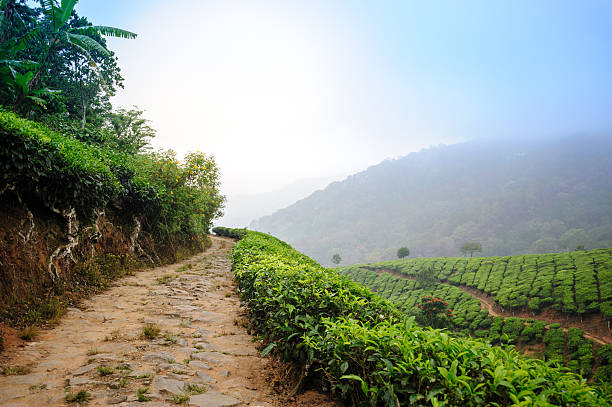 Road between tea plantation around Munnar, stock photo