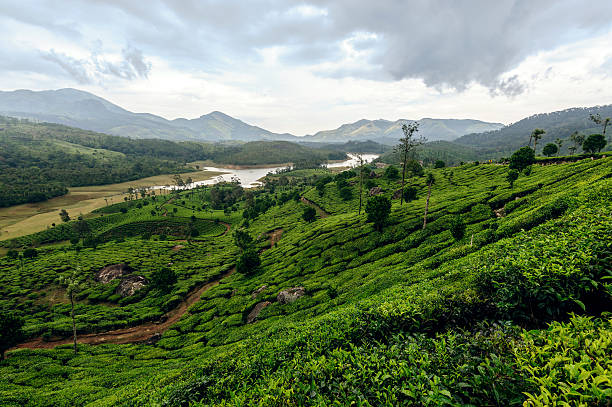istock Tea plantations around Munnar, estate hills in Kerala 627012942