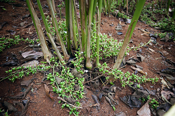 Cardamom plants growing stock photo