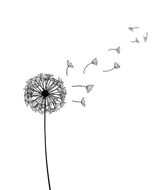 illustrations, cliparts, dessins animés et icônes de illustration vectorielle de pissenlit - dandelion freedom silhouette wind