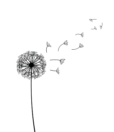 Dandelion  - vector illustration isolated on white background