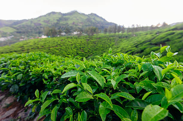 istock Tea bud and leaves on background. 627013538