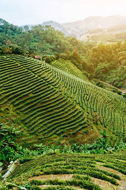 istock Tea plantation in Thailand 627014162