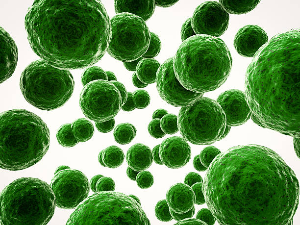 клетки бактерий с грубой текстурой - bacterium magnification high scale magnification green стоковые фото и изображения