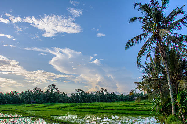 istock Rice fields in Ubud, Bali island, Indonesia 627020372