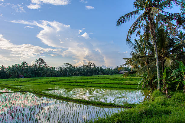 istock Rice fields in Ubud, Bali island, Indonesia 627020438