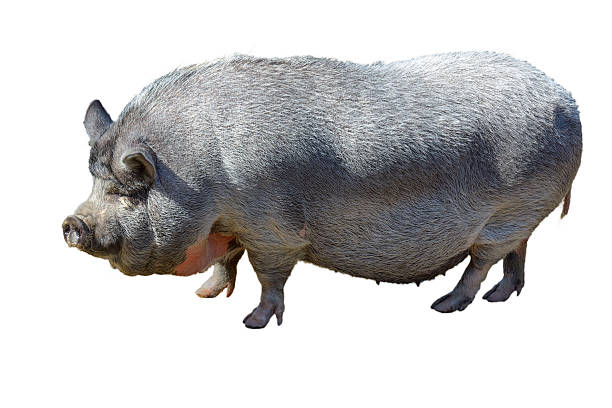 large pot-bellied vietnamese pig. isolated, white background. - hangbuikzwijn stockfoto's en -beelden