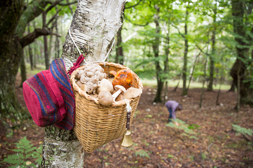 A woman hunting mushrooms in Nagano Prefecture of Japan.
