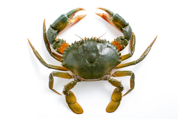istock Mangrove Club 627023286