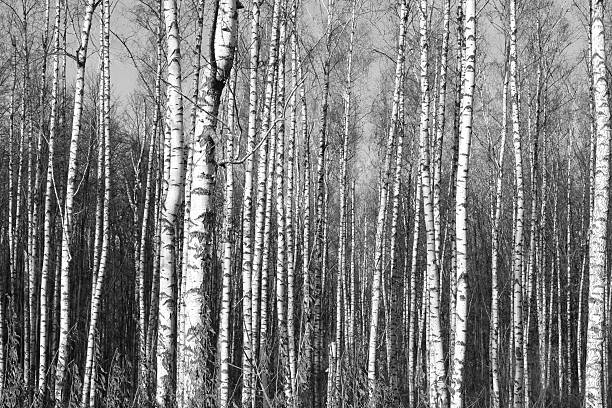 istock birch forest, black-white photo 627023346