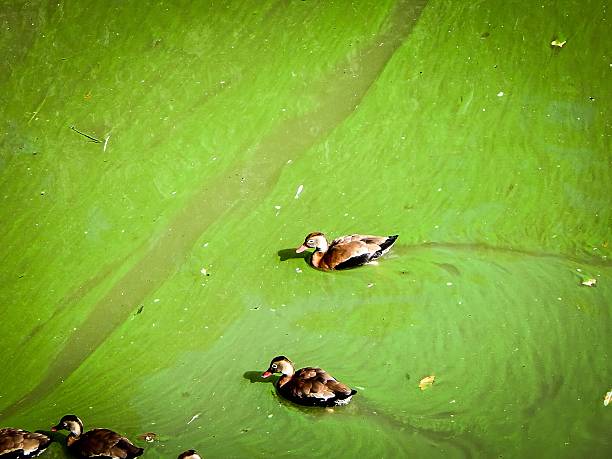 troupeau de canards sifflants à ventre noir dans le parc audubon - white faced whistling duck photos et images de collection