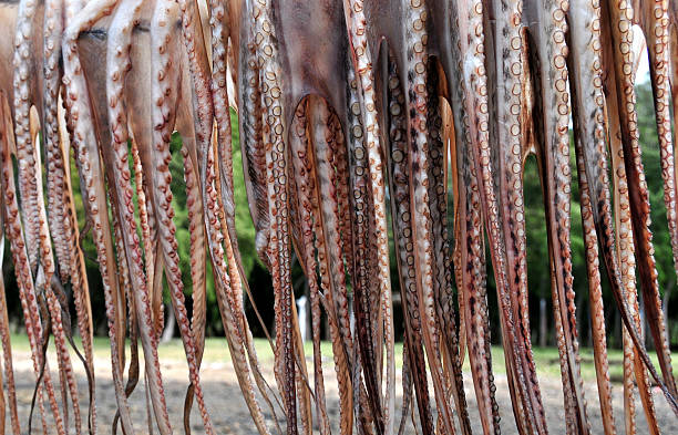 istock Octopus drying, Tentacles on Anse Baleine, Rodrigues island, Mauritius 627030120