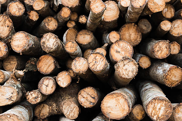 istock stacked wood pine timber for boiler fuel 627030148