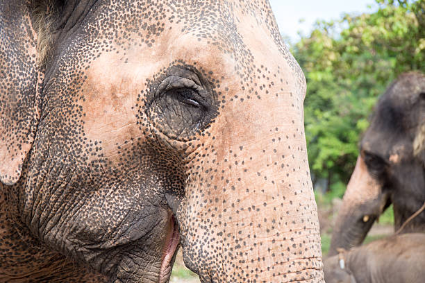 アジアの象の顔を閉じる - animal close up elephant animal eye ストックフォトと画像