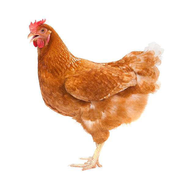 full body of brown chicken ,hen standing isolated white backgrou full body of brown chicken ,hen standing isolated white background use for farm animals and livestock theme cockerel photos stock pictures, royalty-free photos & images
