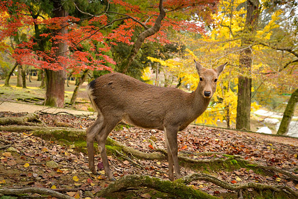 istock Deer in Nara park, Japan 627032018