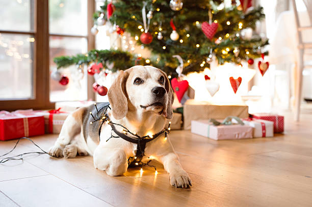 istock Beagle dog in front of illuminated Christmas tree. 627032132