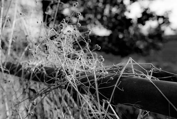 istock Weeds seen growing on a metal farm gate 627032644