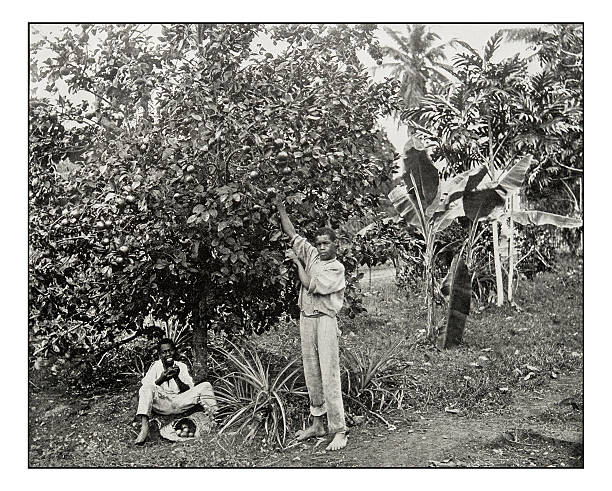 ジャマイカオレンジピッキングのアンティーク写真 - ジャマイカ 写真点のイラスト素材／クリップアート素材／マンガ素材／アイコン素材