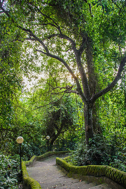 chemin d’accès dans le parc pura goa lawah, bali, indonésie - pura goa lawah photos et images de collection