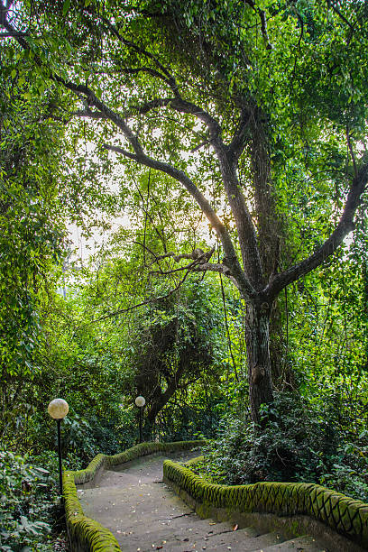 percorso nel parco pura goa lawah, bali, indonesia - pura goa lawah foto e immagini stock