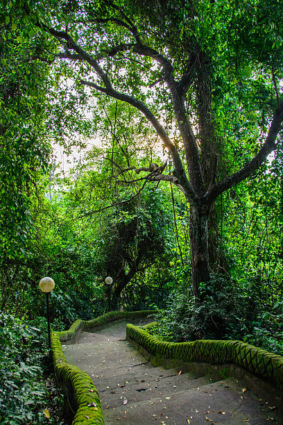 chemin d’accès dans le parc pura goa lawah, bali, indonésie - pura goa lawah photos et images de collection