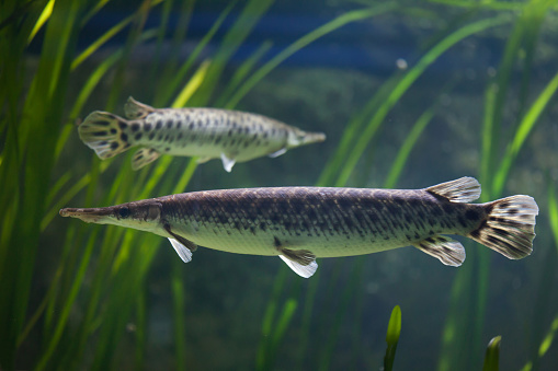 Spotted gar (Lepisosteus oculatus). Freshwater fish.